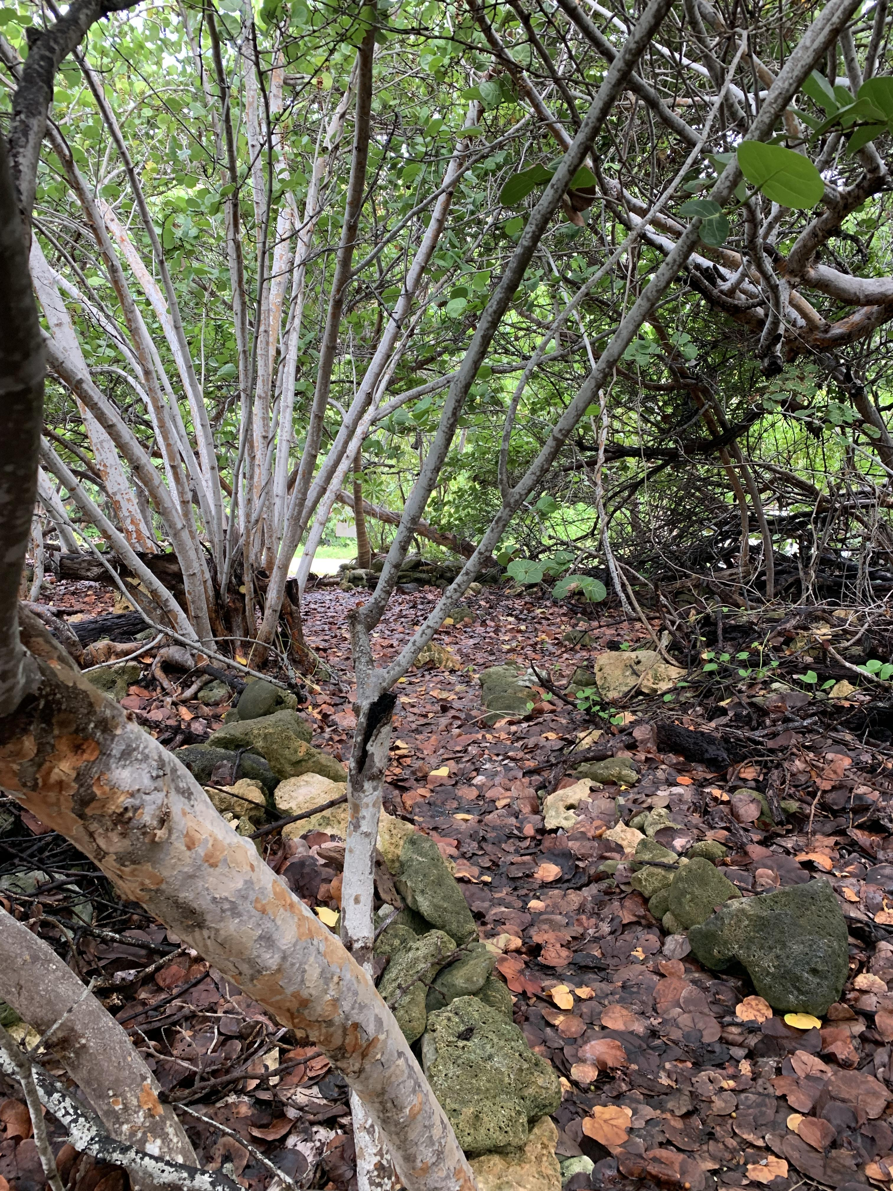 SOON COME – SOUTH SIDE EAST OCEAN FRONT LAND