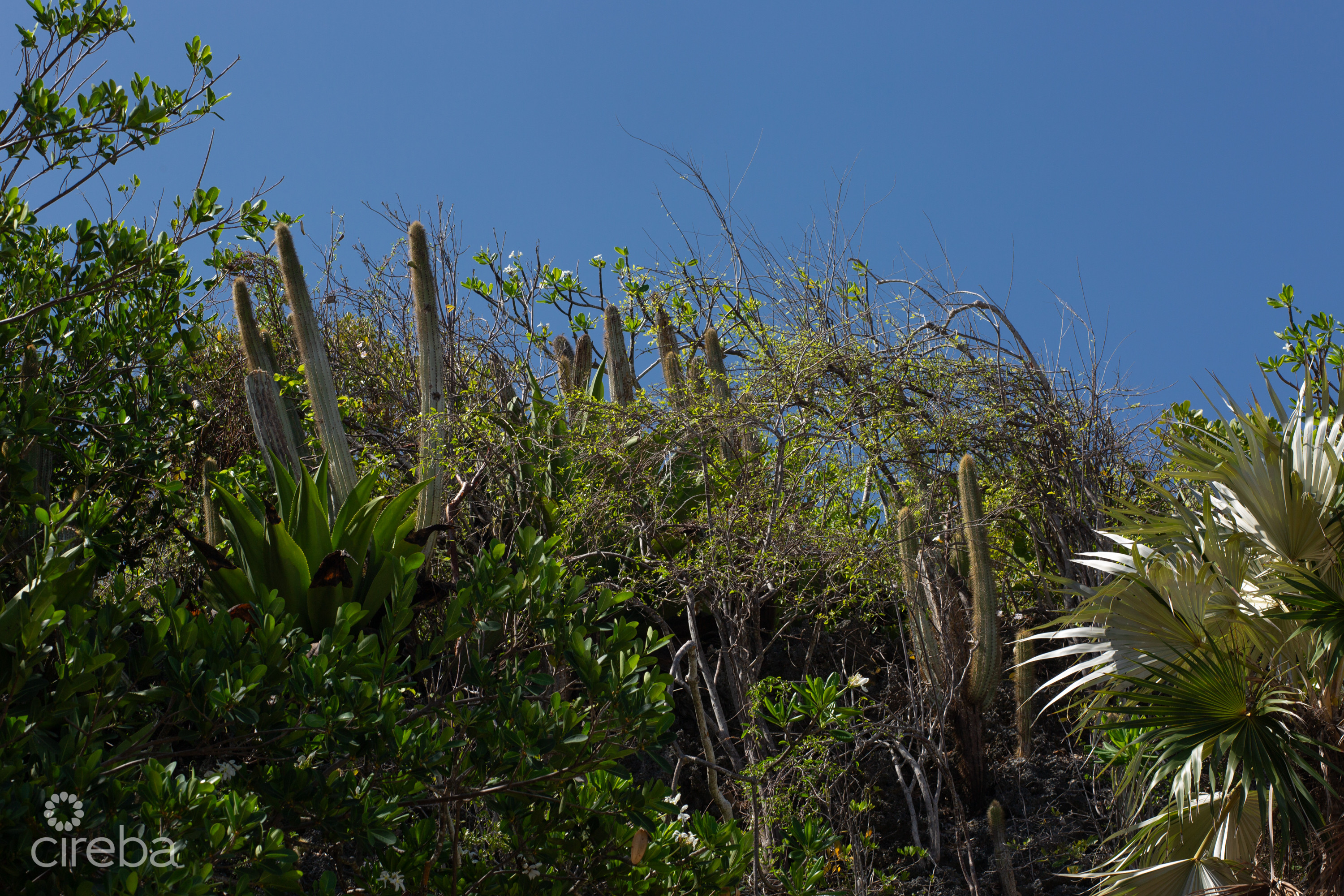 BLUFF EDGE DEVELOPMENT SITE | CAYMAN BRAC