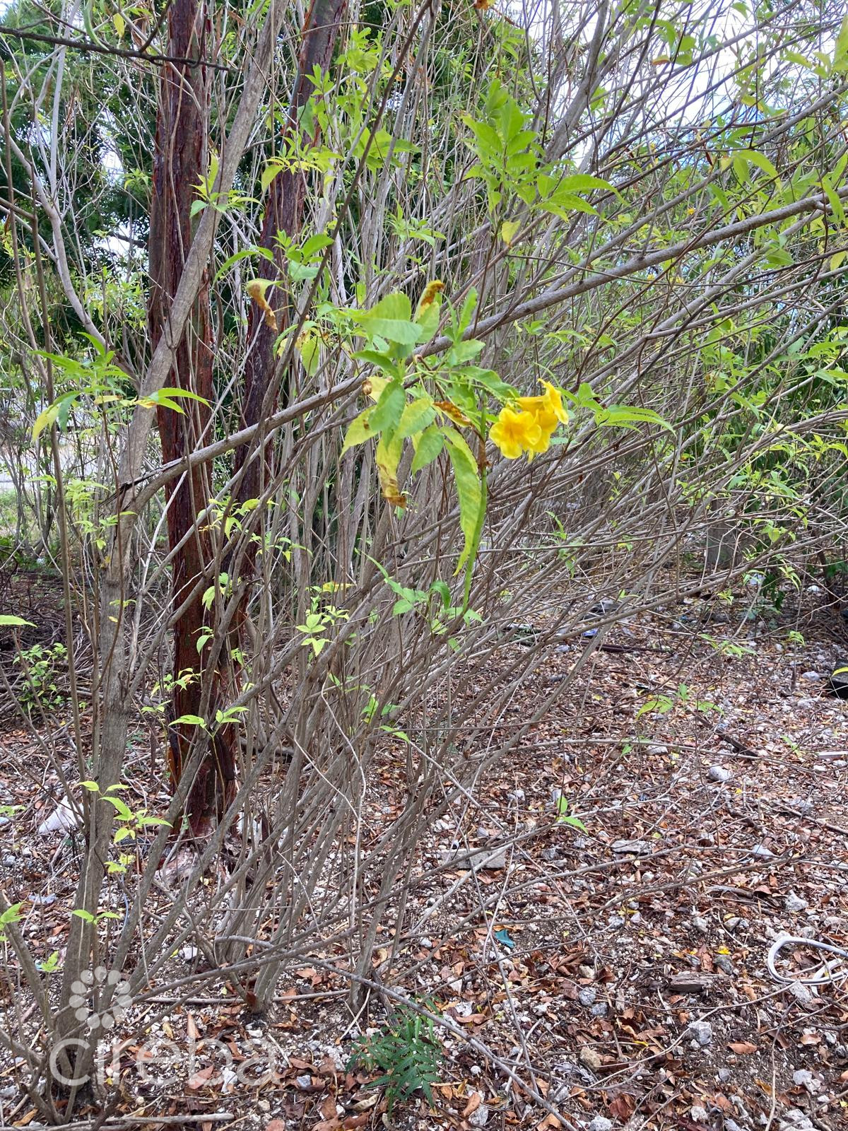 EAST END LAND 0.45 ACRES IN JOHN MCLEAN DRIVE