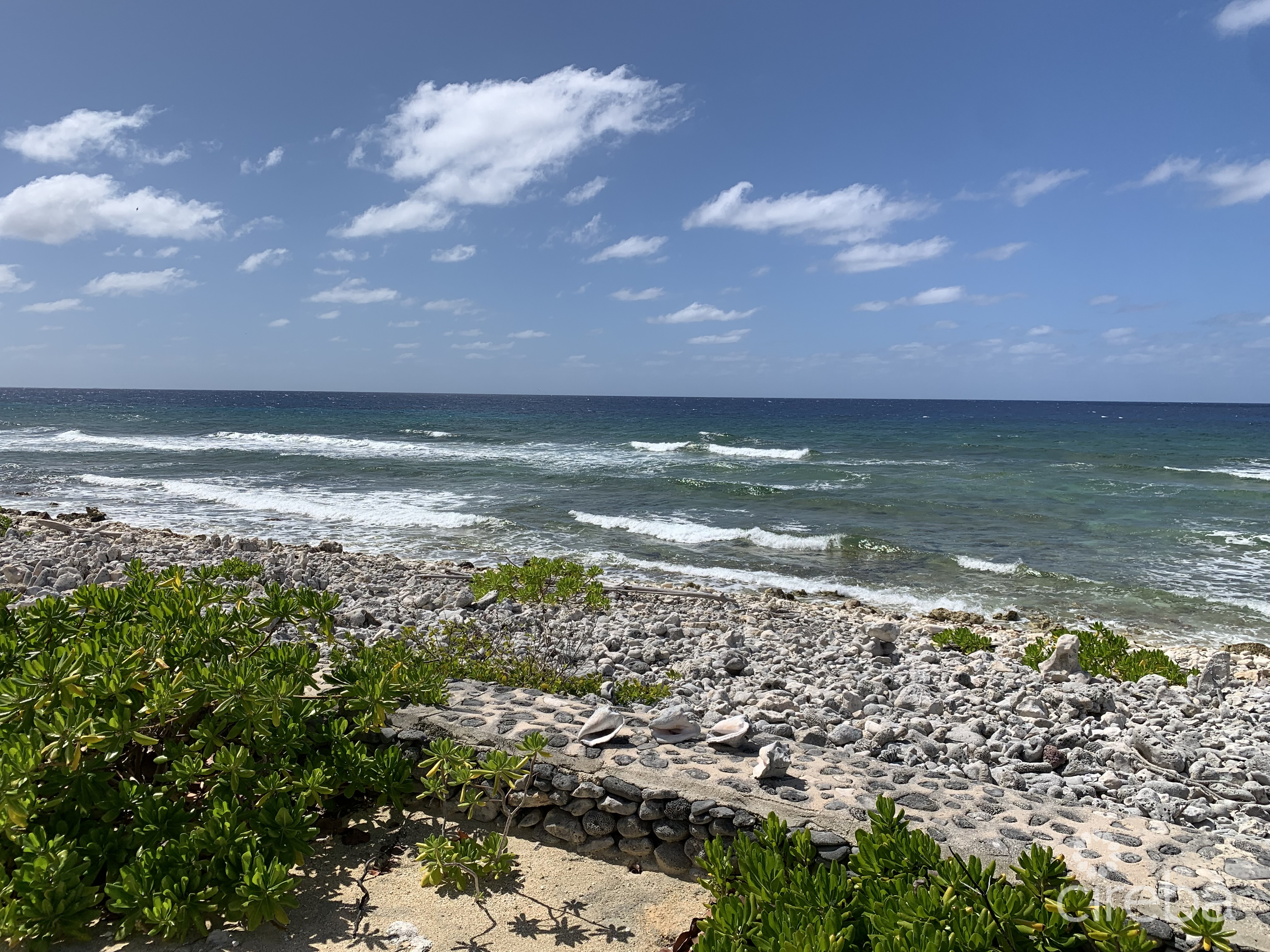 PALM BREEZES