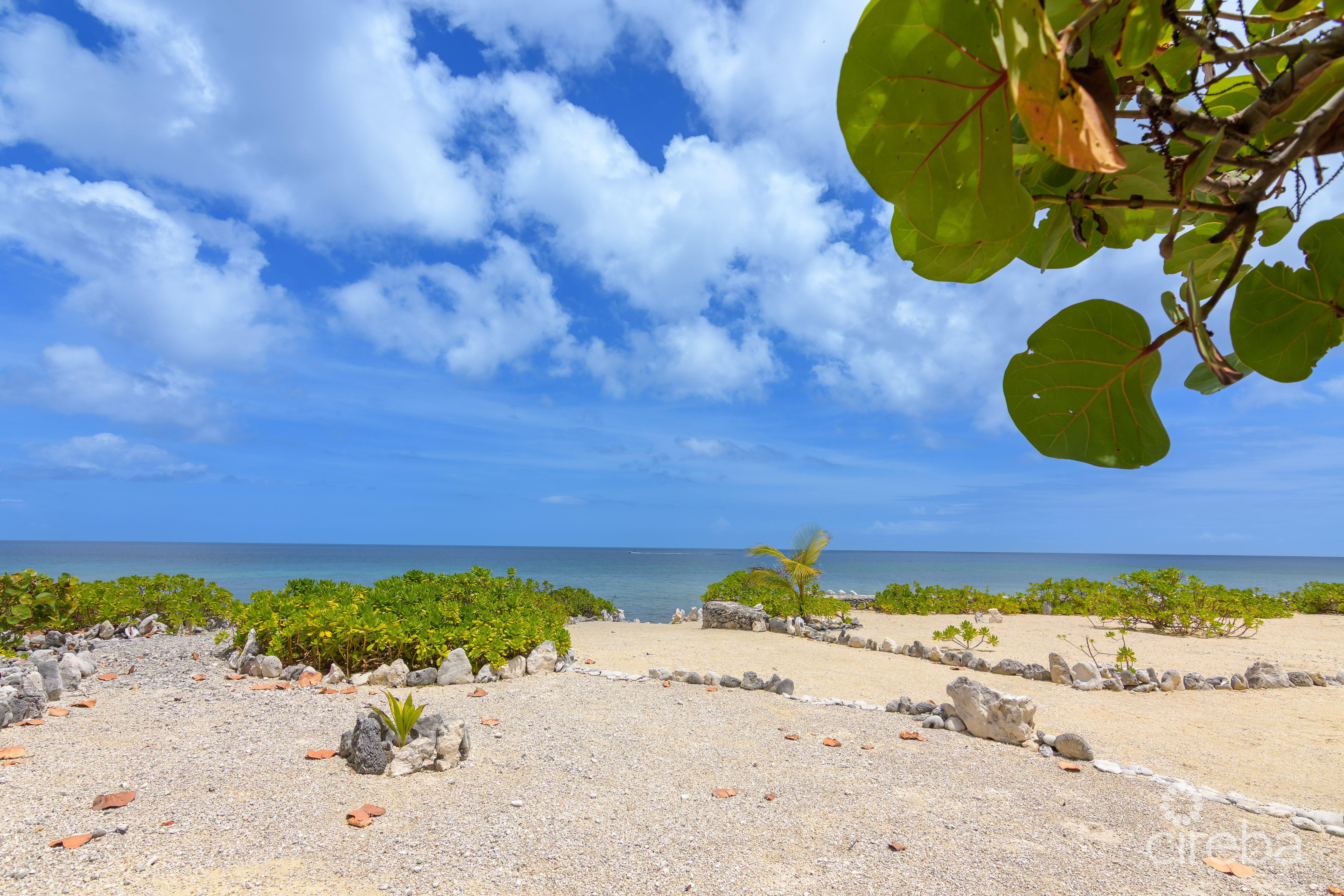 PALM BREEZES 6